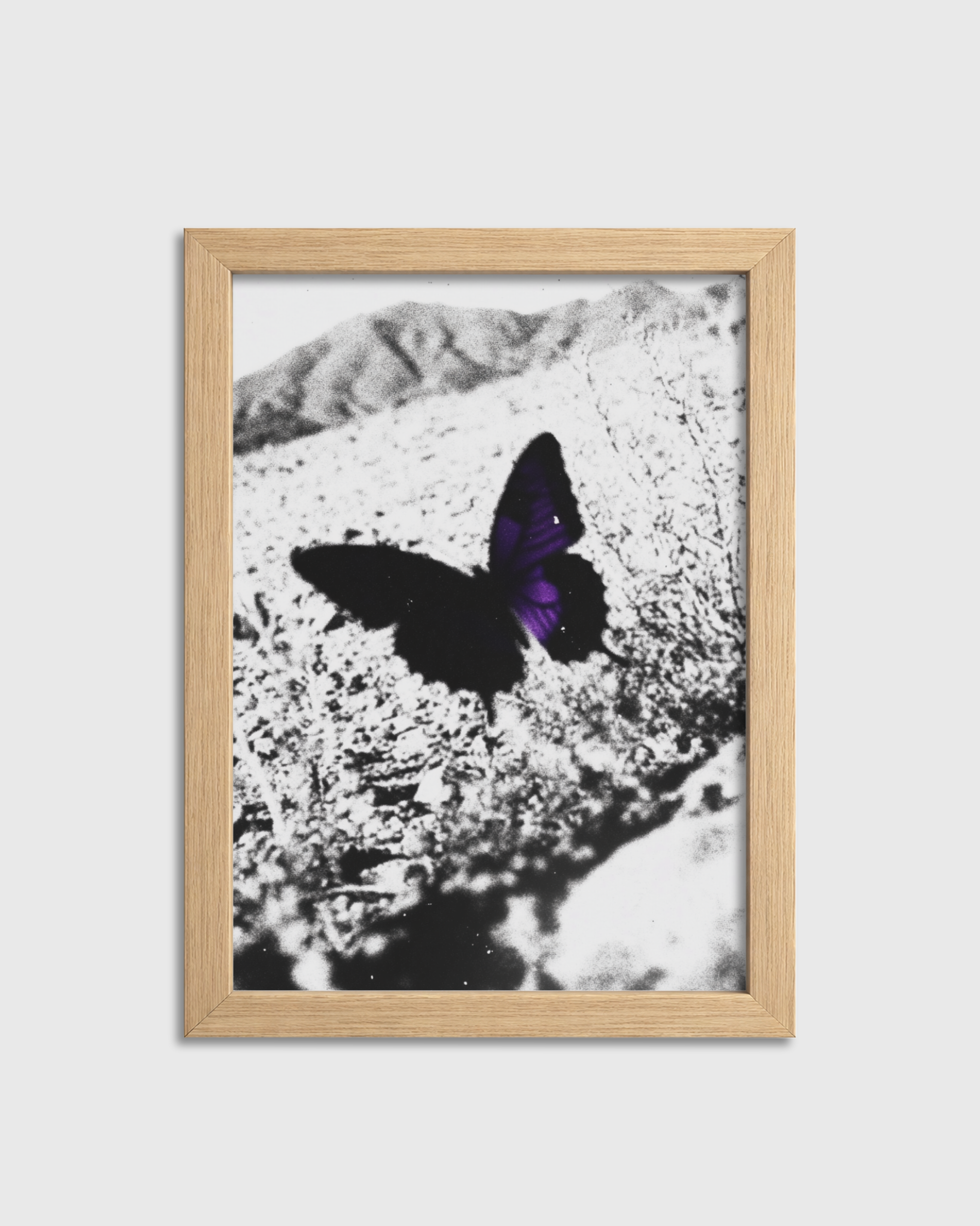 Purple Wing Shadow