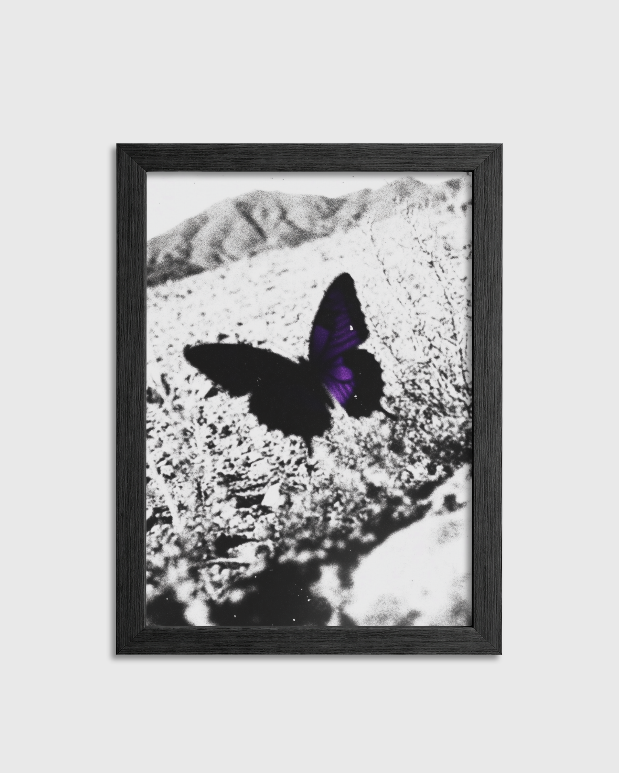 Purple Wing Shadow