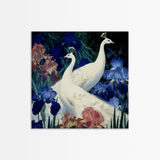 White Peacocks Irises