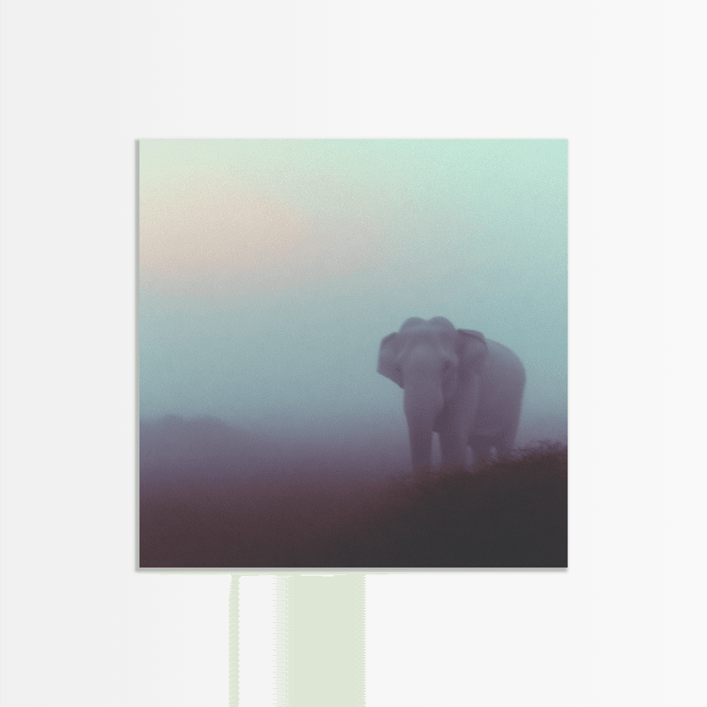 Elephant Dawn Mist - The Secret Gallery