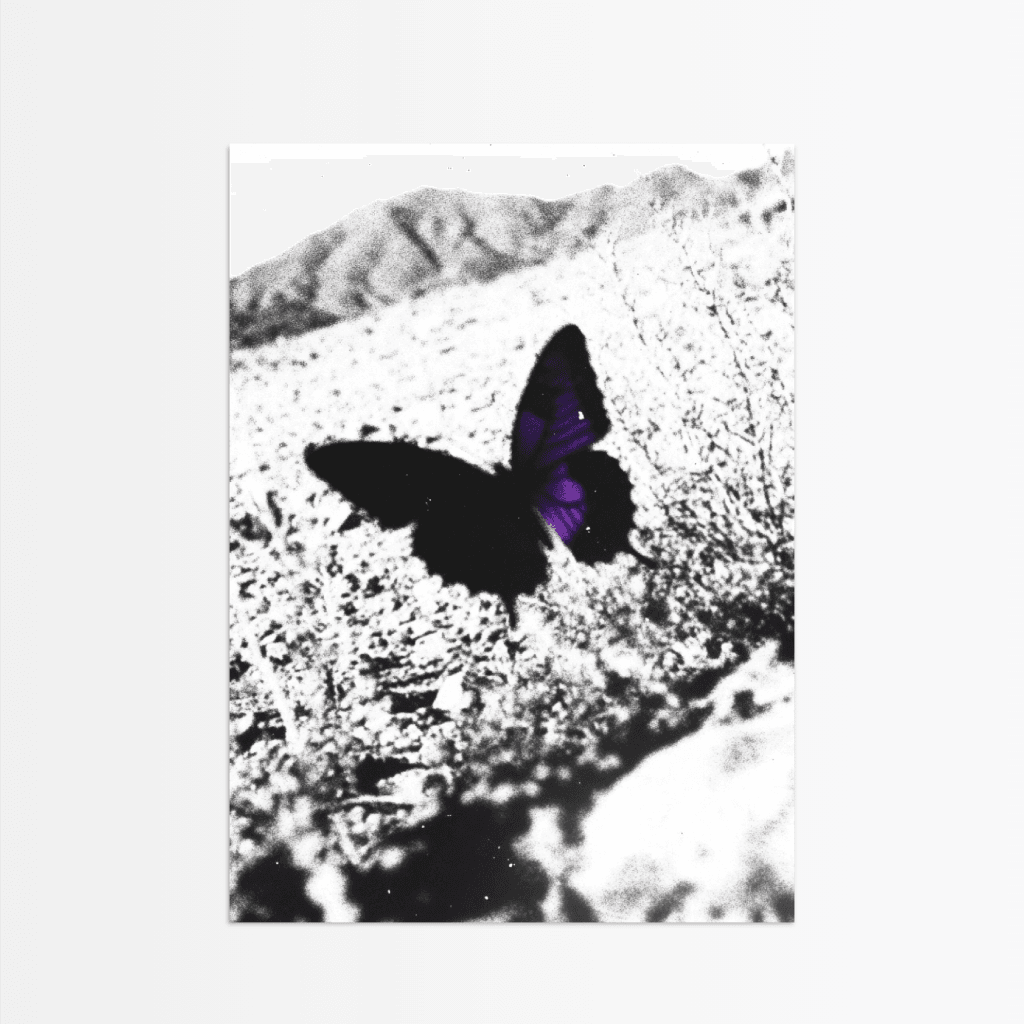 Purple Wing Shadow - The Secret Gallery