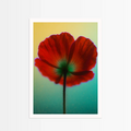 Mohnblumen Poster mit leuchtend roten Blüten und sanftem, buntem Hintergrund