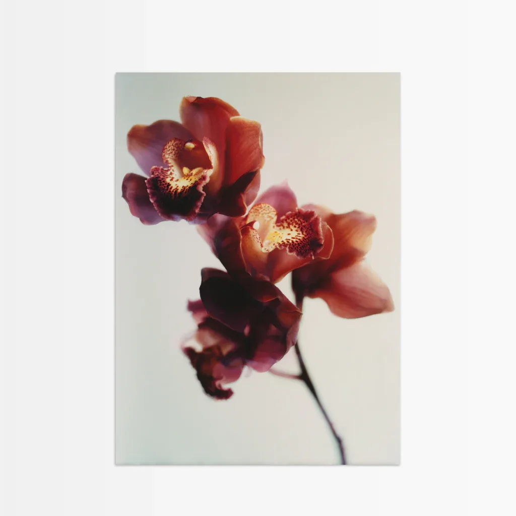 Elegantes Orchideen Poster von The Secret Gallery mit zarten Blüten in sanften Farbtönen