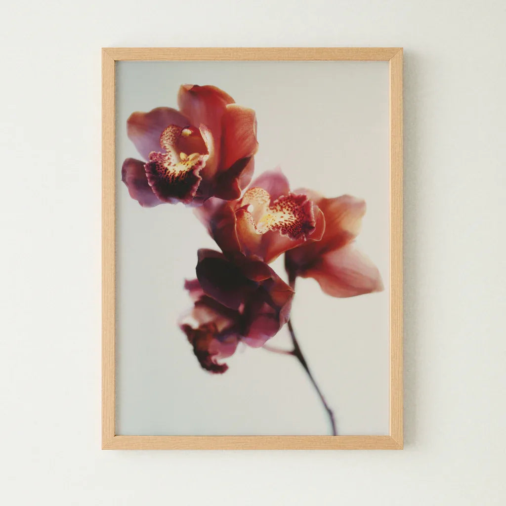 Das Orchideen Poster von The Secret Gallery in einem eleganten Holzrahmen mit blühenden Orchideen
