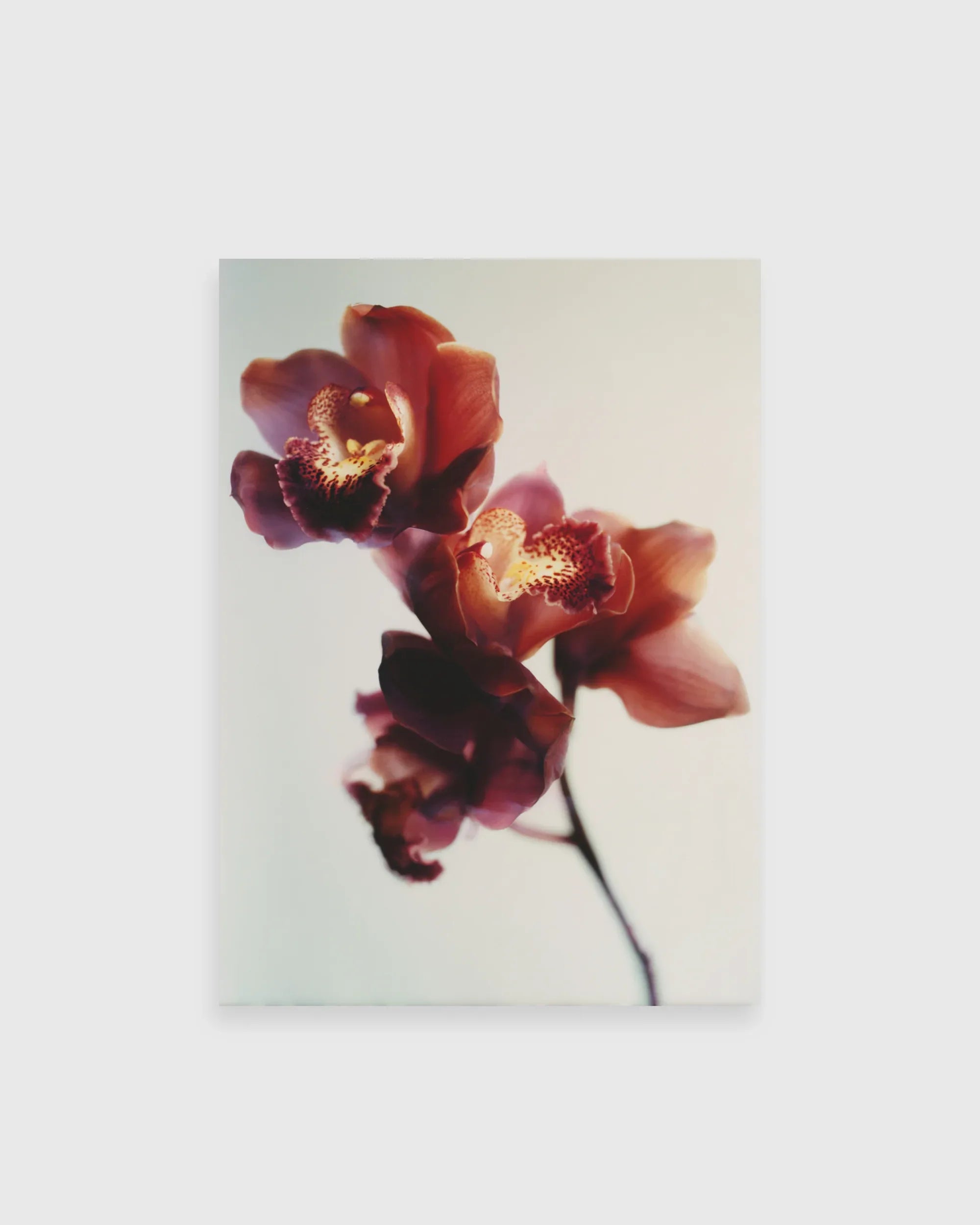 Orchid Blush - The Secret Gallery