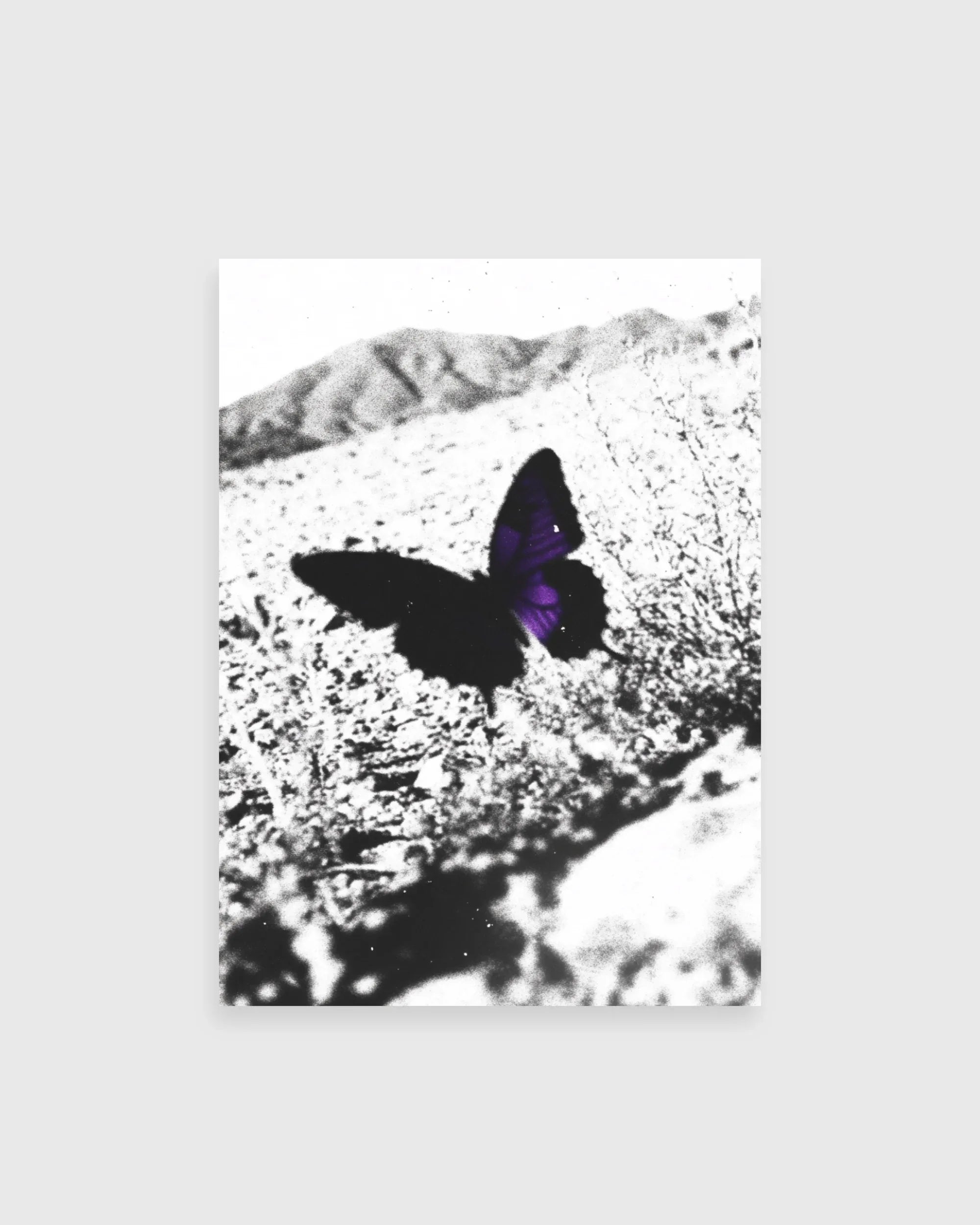 Purple Wing Shadow - The Secret Gallery